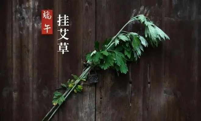 端午节挂艾草的寓意：祈福健康，守护平安的生活信仰