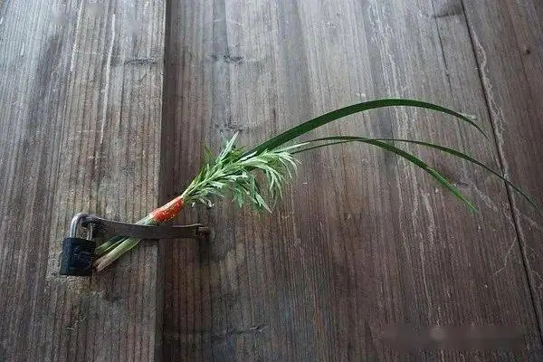 挂菖蒲与端午节的关系：民俗文化与传统节气的结合