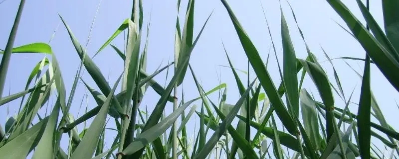 芦苇粽：传统与创新的完美结合